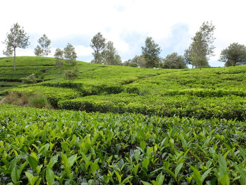 Close Up of Fresh Green Tea Leaves in Highland Plantation, Sri Lanka. Scenic Agricultural Tea Bushes Terraces on Rolling Hills Landscape under Sky, Travel and Nature Concept
