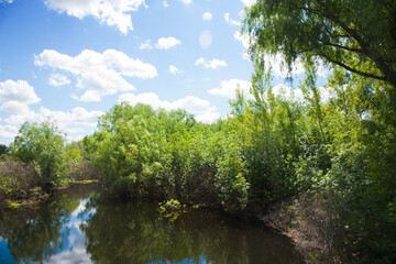 Fototapeta premium Summer landscape on the river bank