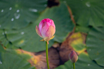 Close‑up of pink lotus bud with soft green leaves in calm natural outdoor setting © Mikhail Mishchenko
