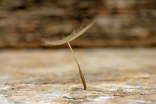 Oat root seeds