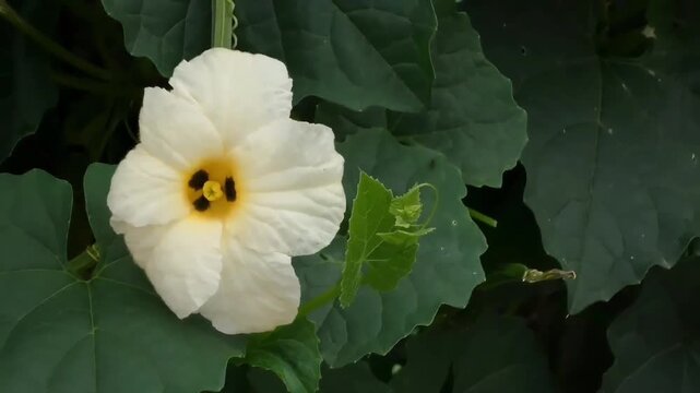 A static Full HD medium shot of a creamy white Gac fruit flower (Momordica cochinchinensis) blooming gracefully. The shot beautifully showcases the unique heart-shaped.