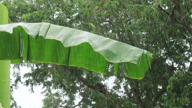 ฺBanana leaves moved in the heavy rain.