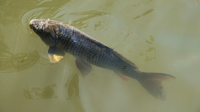 Common carp swimming near surface in Lake Mulwala