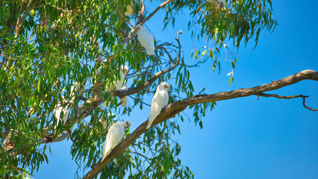 Little corellas perched in gum tree near Mulwala