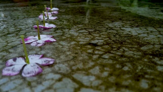 Line of pink flowers lying on wet concrete ground after rain flower petal nature flora bloom