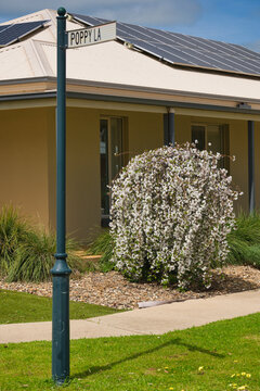 Ornamental cherry trees flowering near residential home