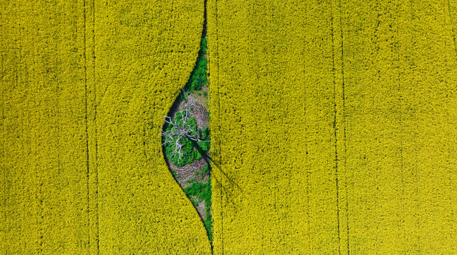 Drone view reveals tree clearing within canola farmland