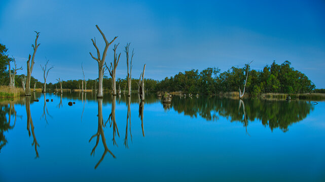 Dead gum trees reflected in quiet Lake Mulwala