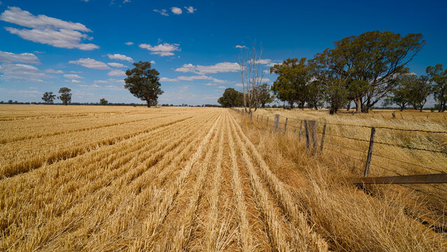 Harvested wheat paddock beside old rural fence line