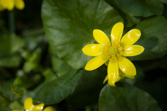 Close‑up of a bright yellow lesser celandine (Ficaria verna) flower with eight glossy petals and green heart‑shaped leaves under natural daylight in spring.