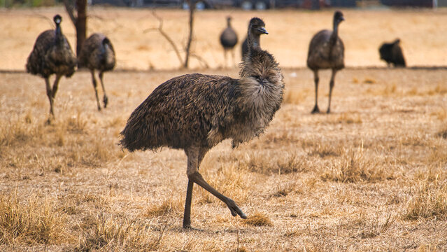 Emu walking through dry paddock with flock