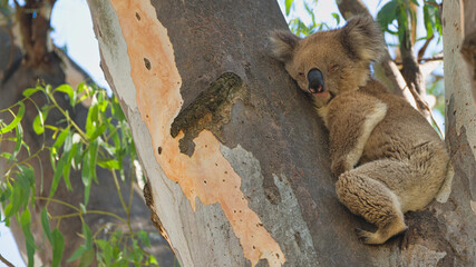 Sleeping koala resting against smooth gum tree bark © Alistair