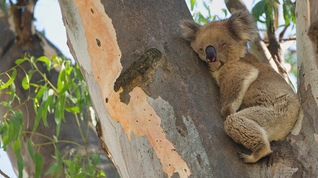 Sleeping koala resting against smooth gum tree bark