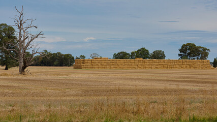Large haystack beside dead tree near Yarrawonga © Alistair