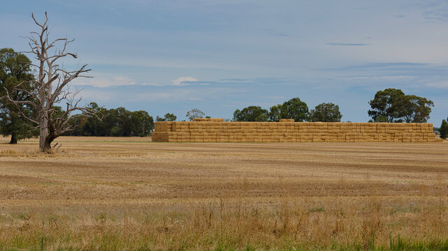 Large haystack beside dead tree near Yarrawonga