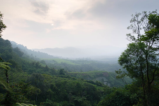 Misty Morning Valley with Tea Plantation, Tropical Forest and Rolling Hills, Southeast Asia