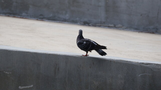 A solitary pigeon is perched on the edge of a concrete ledge or platform, with its body slightly turned to the side