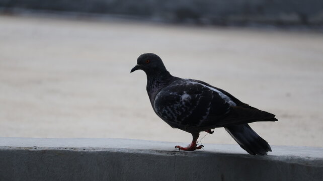 A dark colored pigeon with a slightly iridescent sheen stands perched on the edge of a concrete surface