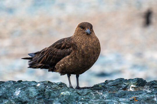 Antarctica: an Antarctic labbe (Stercorarius antarcticus), also called Antarctic skua or brown labbe, is a large robust seabird of the Stercorariidae family.