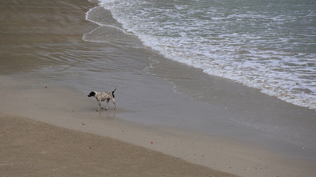 A dog is walking along the wet sand near the shoreline of a beach, with gentle waves lapping close by. The sandy area near the water is darker and smoother, indicating it's damp from the tide