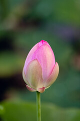 Close‑up of pink lotus bud with soft green leaves in calm natural outdoor setting © Mikhail Mishchenko