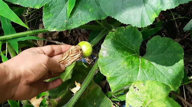 Hands holding small green pumpkin growing on vine outdoors