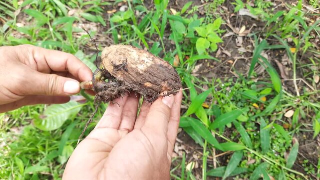 Hands holding a sprouting mango seed with roots outdoors over green grass