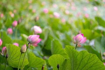 Field of pink lotus flowers with green leaves in soft natural outdoor lighting © Mikhail Mishchenko