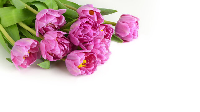 Fresh pink tulip flowers bouquet on white