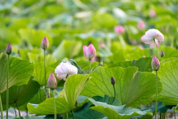 Field of pink lotus flowers with green leaves in soft natural outdoor lighting © Mikhail Mishchenko