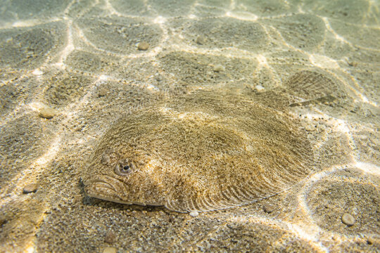 A single plaice fish resting on a sandy seabed in shallow, sun-dappled water.