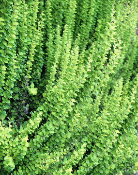 Green leaves on sunny light background. Ecology, go green, green energy, environmental and conservation protection concept. Horizontal backdrop with new spring leaf