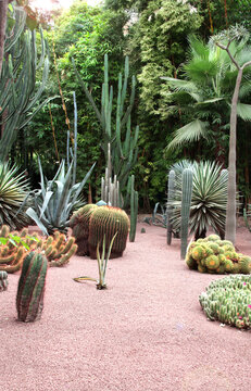 Succulent and  cactus  in decorative garden. Sunny landscape with exotic desert plants. Ideal for botany, gardening, exterior design, and eco lifestyle concepts. Beautiful natural flora scene