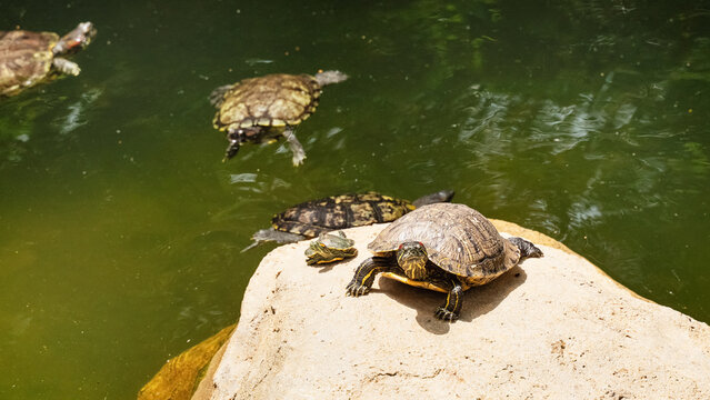 Turtles sunbathing on rocks near water in a quiet park in daytime