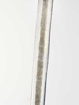 Gray human hair under microscope. Photo of hair taken at high magnification is suitable for scientific articles about biological aging, dermatology, trichology, aging process and haircare research