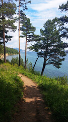 Obraz premium Forest trail with pine trees overlooking Lake Baikal, scenic woodland hiking path