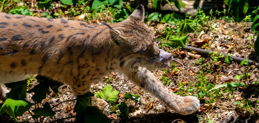 Eurasian lynx walking across a forest floor while carrying a piece of meat in its mouth, showing its spotted coat, ear tufts, long legs and extended front paw among green plants © JairoMZ