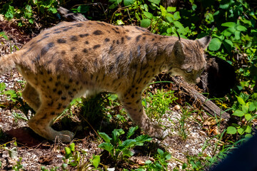 Eurasian lynx walking through sunlit woodland vegetation with its head lowered, showing its spotted coat, black ear tufts, long legs and muscular body against a forest floor © JairoMZ