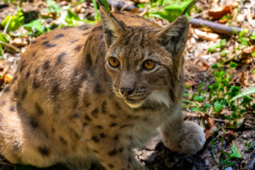 Eurasian lynx sitting on a forest floor and looking curious, with amber eyes, black ear tufts, spotted fur, green plants and dry leaves surrounding its body © JairoMZ