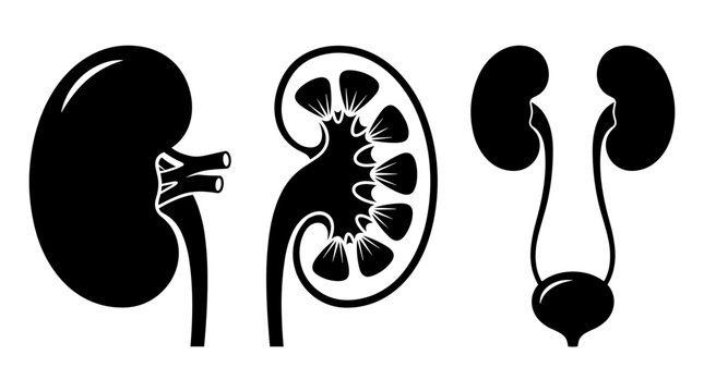 Black and white kidney anatomy illustration set Vector