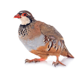 Obraz premium French Partridge, Alectoris rufa