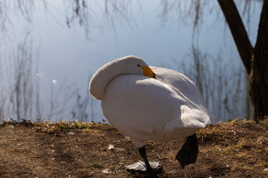 Whooper swan sleeping on lake shore, white bird resting on one leg in spring day