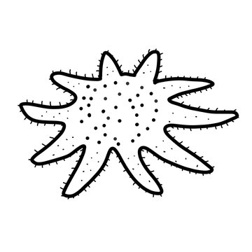common sunstar Arctic Animal Habitat Hand drawn Organic line 