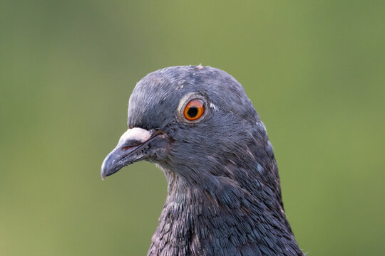 Close-Up Portrait of a Grey Pigeon Head with Orange Eye Against Green Background