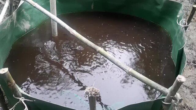 Catfish fingerlings swimming, dark water in round aquaculture tarpaulin pond with bamboo