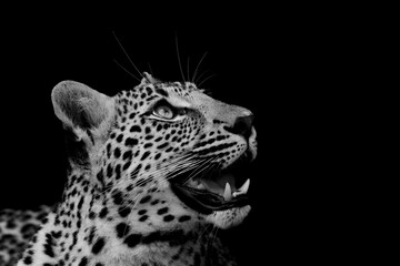 Leopard black and white © Benj
