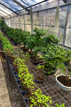 bonsai tree grow in variety of pots inside a greenhouse with sunlight coming through the roof