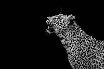 Leopard © Benj