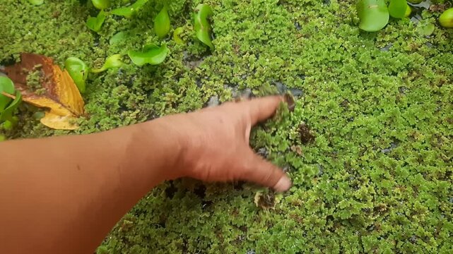 Hand scooping green azolla fern from catfish pond, dense organic aquatic vegetation