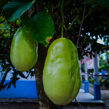 Two large green giant passion fruits Passiflora quadrangularis hanging from a vine amidst lush leaves in a garden.